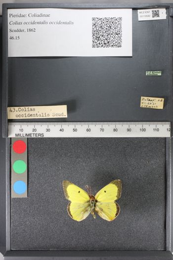 Media type: image;   Entomology 119582
